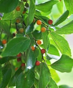 Fast Growing Trees Chinese Hackberry Tree See All Shade Trees