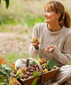 Fast Growing Trees Nut Trees Chinese Chestnut Tree