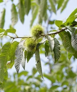 Fast Growing Trees Nut Trees Chinese Chestnut Tree
