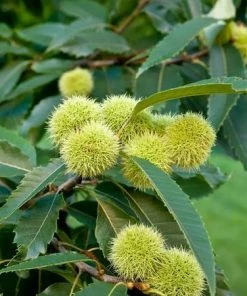 Fast Growing Trees Nut Trees Chinese Chestnut Tree