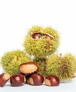 Fast Growing Trees Nut Trees Chinese Chestnut Tree
