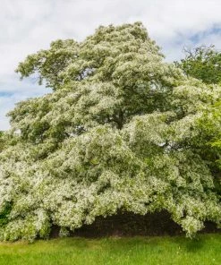 Fast Growing Trees Chinese Fringe Tree See All Flowering Trees