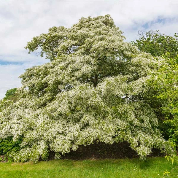 Fast Growing Trees Chinese Fringe Tree See All Flowering Trees 3 Fast Growing Trees Chinese Fringe Tree See All Flowering Trees