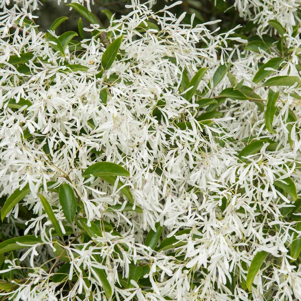 Fast Growing Trees Chinese Fringe Tree See All Flowering Trees 5 Fast Growing Trees Chinese Fringe Tree See All Flowering Trees