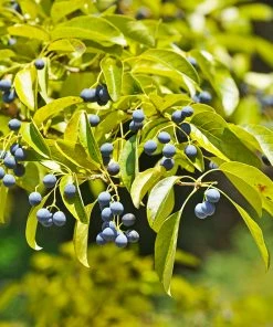 Fast Growing Trees Chinese Fringe Tree See All Flowering Trees 10 Fast Growing Trees Chinese Fringe Tree See All Flowering Trees