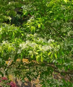 Fast Growing Trees Chinese Fringe Tree See All Flowering Trees 11 Fast Growing Trees Chinese Fringe Tree See All Flowering Trees
