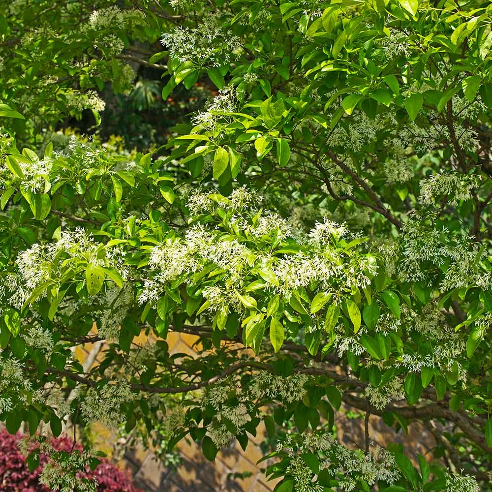 Fast Growing Trees Chinese Fringe Tree See All Flowering Trees 7 Fast Growing Trees Chinese Fringe Tree See All Flowering Trees