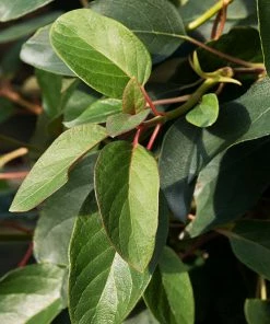 Fast Growing Trees Red Rhapsody® False Hydrangea Vine