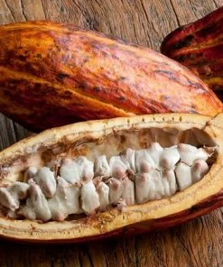 Fast Growing Trees Chocolate Cocoa 'Cacao' Plant