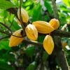 Fast Growing Trees Chocolate Cocoa 'Cacao' Plant