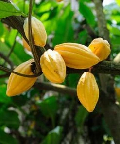 Fast Growing Trees Chocolate Cocoa 'Cacao' Plant