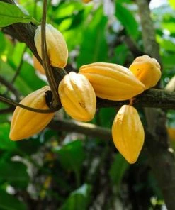 Fast Growing Trees Chocolate Cocoa 'Cacao' Plant