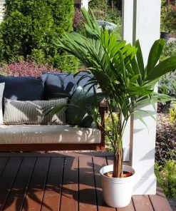 Fast Growing Trees Christmas Palm Palm Trees