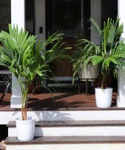 Fast Growing Trees Christmas Palm Palm Trees