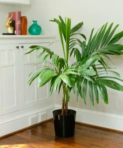 Fast Growing Trees Christmas Palm Palm Trees