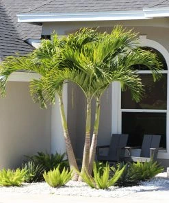 Fast Growing Trees Christmas Palm Palm Trees
