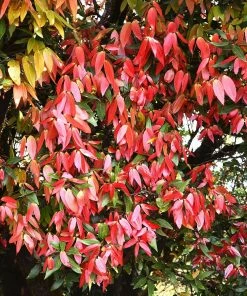 Fast Growing Trees Tropical Fruit Trees Cinnamon Tree