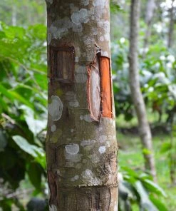 Fast Growing Trees Tropical Fruit Trees Cinnamon Tree