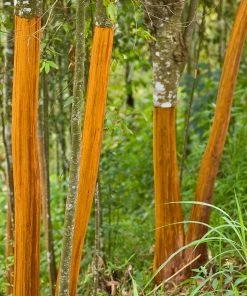 Fast Growing Trees Tropical Fruit Trees Cinnamon Tree