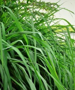 Fast Growing Trees Ornamental Grasses Citronella Grass (Cymbopogon Nardus)