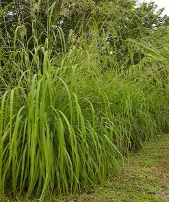 Fast Growing Trees Ornamental Grasses Citronella Grass (Cymbopogon Nardus)