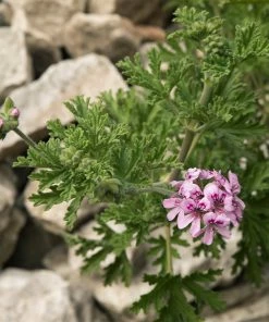 Fast Growing Trees Citronella (Anti-Mosquito Plant) See All Shrubs & Hedges