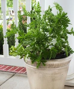 Fast Growing Trees Citronella (Anti-Mosquito Plant) See All Shrubs & Hedges