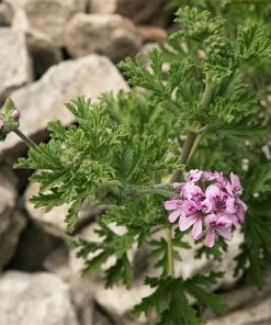 Fast Growing Trees Citronella (Anti-Mosquito Plant) See All Shrubs & Hedges