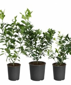 Fast Growing Trees Key Lime Bush Citrus Trees 16 Fast Growing Trees Key Lime Bush Citrus Trees