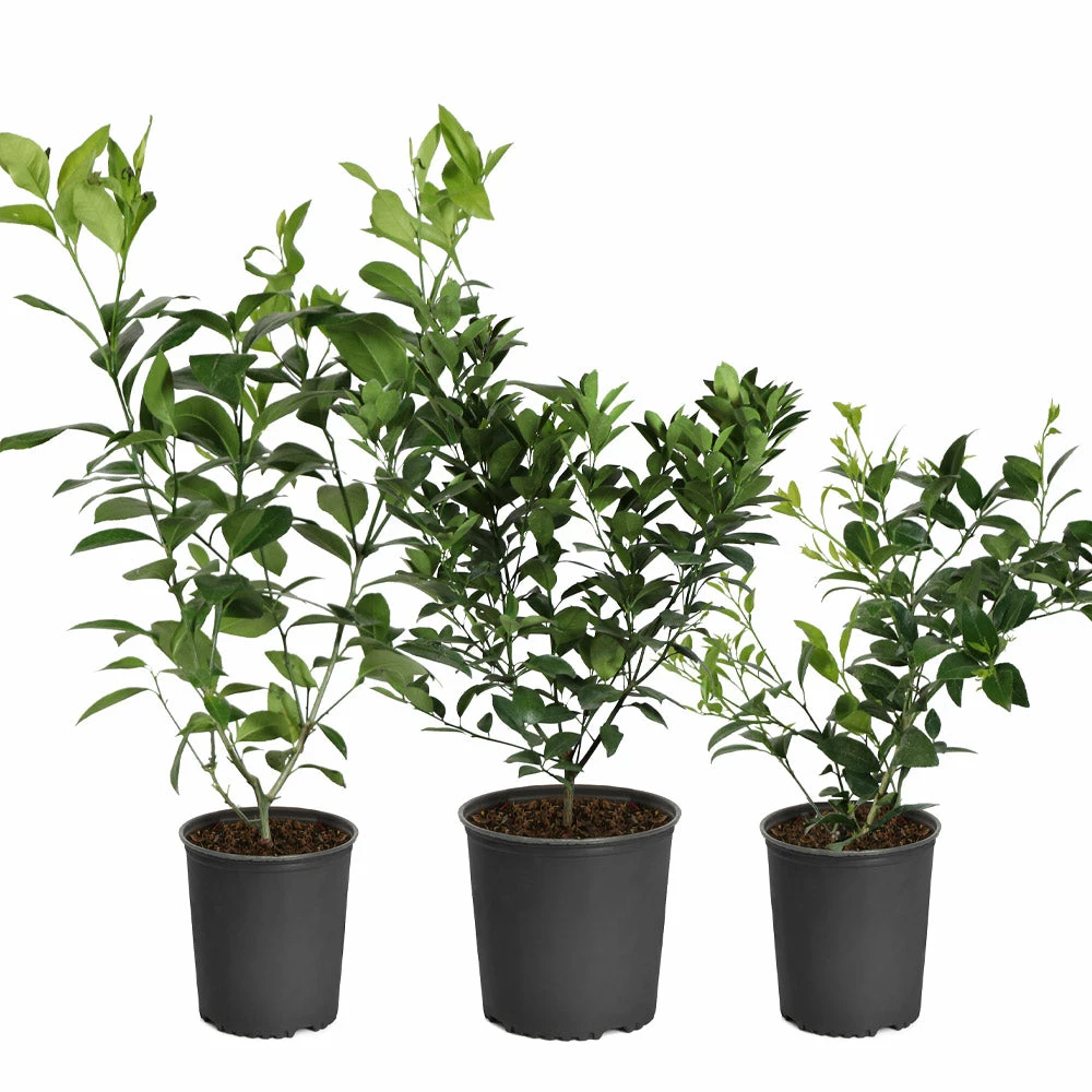 Fast Growing Trees Key Lime Bush Citrus Trees 8 Fast Growing Trees Key Lime Bush Citrus Trees