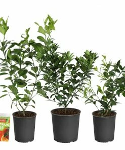 Fast Growing Trees Citrus Trees Meyer Lemon Bush