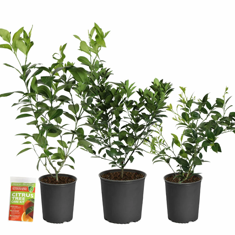 Fast Growing Trees Key Lime Bush Citrus Trees 9 Fast Growing Trees Key Lime Bush Citrus Trees