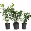 Fast Growing Trees All-in-One Citrus Starter Kit