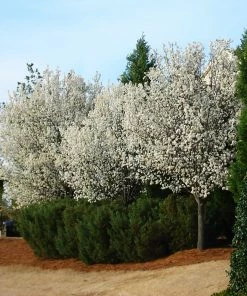 Fast Growing Trees Cleveland Pear Tree 10 Fast Growing Trees Cleveland Pear Tree