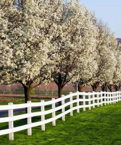 Fast Growing Trees Cleveland Pear Tree