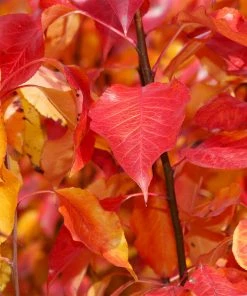 Fast Growing Trees Cleveland Pear Tree 12 Fast Growing Trees Cleveland Pear Tree