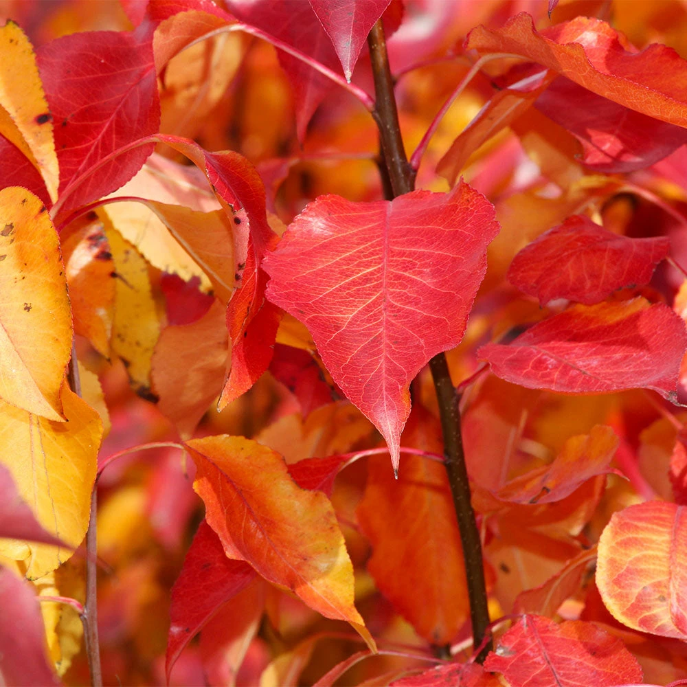 Fast Growing Trees Cleveland Pear Tree 7 Fast Growing Trees Cleveland Pear Tree