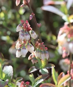 Fast Growing Trees Climax Blueberry - USDA Organic