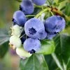 Fast Growing Trees Blueberry Bushes Climax Blueberry 1 Fast Growing Trees Blueberry Bushes Climax Blueberry