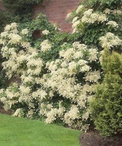 Fast Growing Trees Hydrangea Shrubs Climbing Hydrangea
