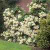 Fast Growing Trees Hydrangea Shrubs Climbing Hydrangea