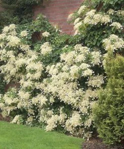 Fast Growing Trees Hydrangea Shrubs Climbing Hydrangea