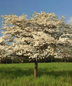 Fast Growing Trees Dogwood Trees Cloud 9 Dogwood