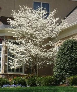 Fast Growing Trees Dogwood Trees Cloud 9 Dogwood