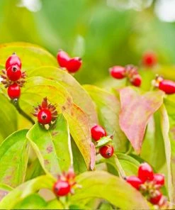 Fast Growing Trees Dogwood Trees Cloud 9 Dogwood