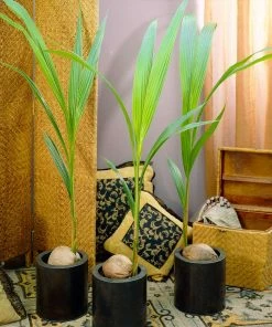 Fast Growing Trees Coconut Palm Tree Shop Indoor & Patio Fruit