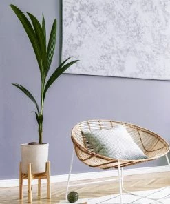 Fast Growing Trees Coconut Palm Tree Shop Indoor & Patio Fruit