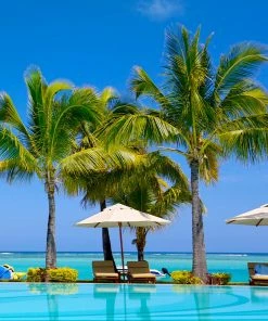 Fast Growing Trees Coconut Palm Tree Shop Indoor & Patio Fruit