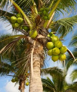 Fast Growing Trees Coconut Palm Tree Shop Indoor & Patio Fruit