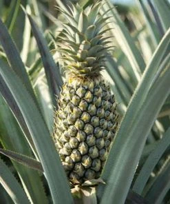 Fast Growing Trees Florida Special Pineapple See All Fruit Trees